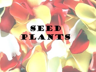 Seed plants