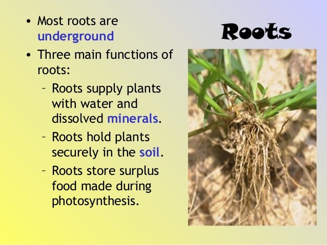 What are the two main functions of roots?