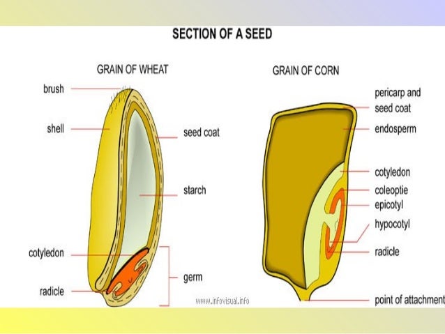 Seed plants