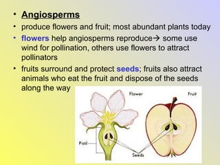Seed plants | PPT