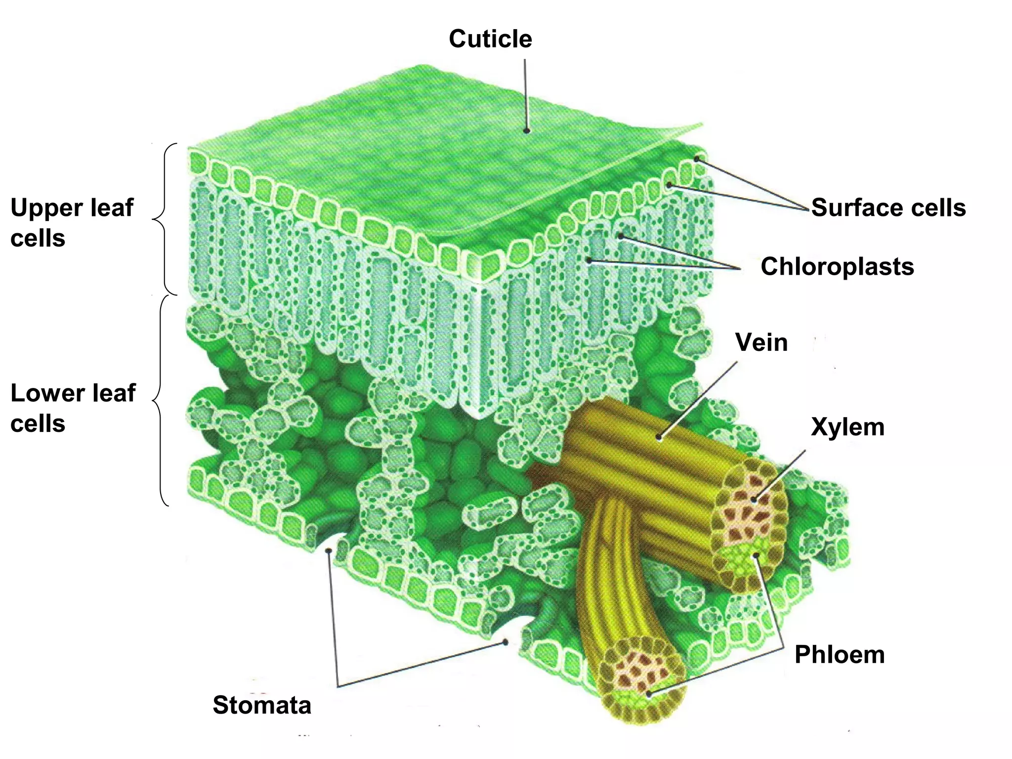Cuticle
Upper leaf
cells
Lower leaf
cells
Surface cells
Chloroplasts
Vein
Xylem
Phloem
Stomata
 
