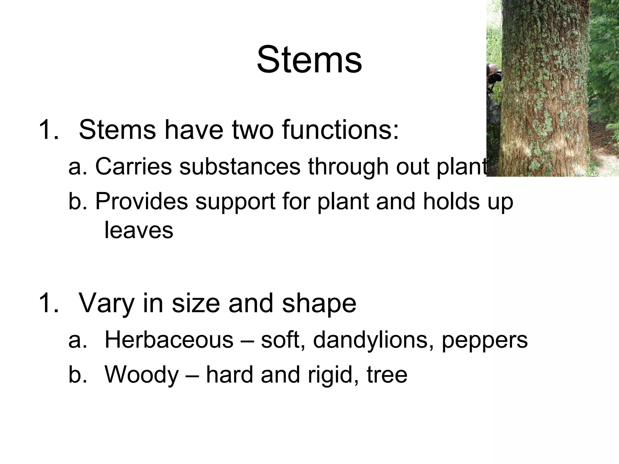 Stems
1. Stems have two functions:
a. Carries substances through out plant
b. Provides support for plant and holds up
leaves
1. Vary in size and shape
a. Herbaceous – soft, dandylions, peppers
b. Woody – hard and rigid, tree
 