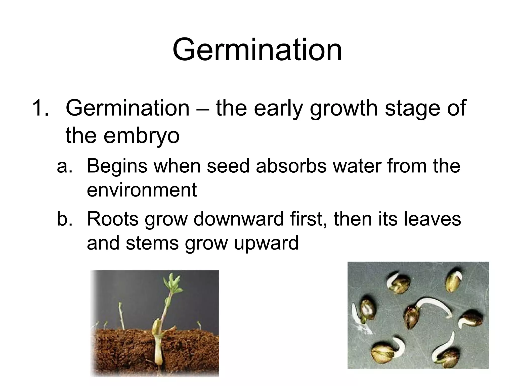 Germination
1. Germination – the early growth stage of
the embryo
a. Begins when seed absorbs water from the
environment
b. Roots grow downward first, then its leaves
and stems grow upward
 