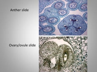 Anther slide
Ovary/ovule slide
 