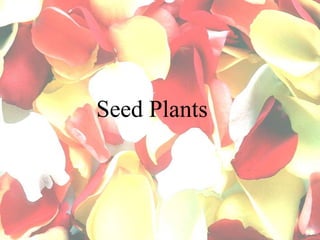 Seed Plants
 
