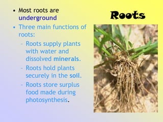 Roots
• Most roots are
underground
• Three main functions of
roots:
– Roots supply plants
with water and
dissolved minerals.
– Roots hold plants
securely in the soil.
– Roots store surplus
food made during
photosynthesis.
 