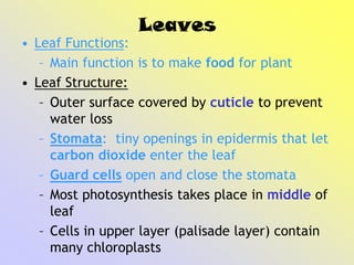 Leaves
• Leaf Functions:
– Main function is to make food for plant
• Leaf Structure:
– Outer surface covered by cuticle to prevent
water loss
– Stomata: tiny openings in epidermis that let
carbon dioxide enter the leaf
– Guard cells open and close the stomata
– Most photosynthesis takes place in middle of
leaf
– Cells in upper layer (palisade layer) contain
many chloroplasts
 