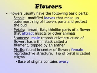Flowers
• Flowers usually have the following basic parts:
– Sepals: modified leaves that make up
outermost ring of flowers parts and protect
the bud
– Petals: broad, flat, thinlike parts of a flower
that attract insects or other animals
– Stamens: male reproductive structure of
flower: has a thin stalk called a
filament, topped by an anther
– Pistils: found in center of flower; female
reproductive structure. Tip of pistil is called
stigma
•Base of stigma contains ovary
 