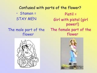 • Stamen =
STAY MEN
The male part of the
flower
Pistil =
Girl with pistol (girl
power!)
The female part of the
flower
Confused with parts of the flower?
 