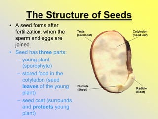 The Structure of Seeds
• A seed forms after
fertilization, when the
sperm and eggs are
joined
• Seed has three parts:
– young plant
(sporophyte)
– stored food in the
cotyledon (seed
leaves of the young
plant)
– seed coat (surrounds
and protects young
plant)
 