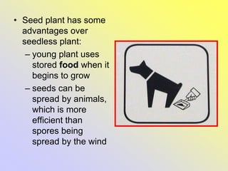 • Seed plant has some
advantages over
seedless plant:
– young plant uses
stored food when it
begins to grow
– seeds can be
spread by animals,
which is more
efficient than
spores being
spread by the wind
 