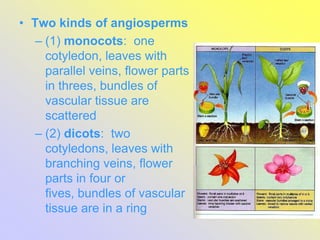 • Two kinds of angiosperms
– (1) monocots: one
cotyledon, leaves with
parallel veins, flower parts
in threes, bundles of
vascular tissue are
scattered
– (2) dicots: two
cotyledons, leaves with
branching veins, flower
parts in four or
fives, bundles of vascular
tissue are in a ring
 