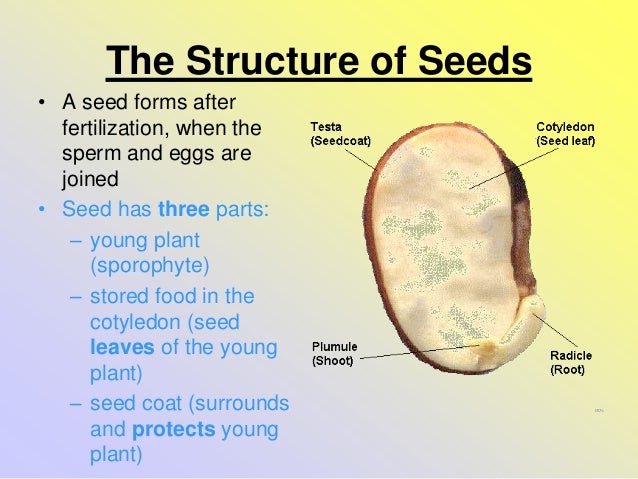 Seed Plants Notes