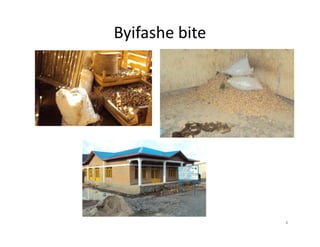 Diffuse Light Storage Seed potato storage | PDF