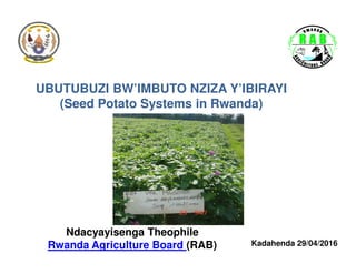 UBUTUBUZI BW’IMBUTO NZIZA Y’IBIRAYI
(Seed Potato Systems in Rwanda)
Ndacyayisenga Theophile
Rwanda Agriculture Board (RAB) Kadahenda 29/04/2016
 