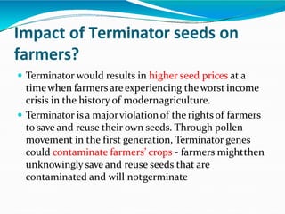 Impact of Terminator seeds on
farmers?
 Terminator would results in higher seed prices at a
timewhen farmers areexperiencing theworst income
crisis in the history of modernagriculture.
 Terminator is a majorviolationof the rights of farmers
to save and reuse their own seeds. Through pollen
movement in the first generation, Terminator genes
could contaminate farmers’ crops - farmers mightthen
unknowingly save and reuse seeds that are
contaminated and will notgerminate
 
