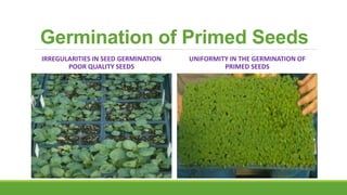 Germination of Primed Seeds
IRREGULARITIES IN SEED GERMINATION
POOR QUALITY SEEDS
UNIFORMITY IN THE GERMINATION OF
PRIMED SEEDS
 