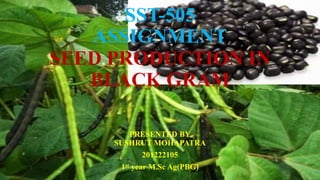 SST-505
ASSIGNMENT
SEED PRODUCTION IN
BLACK GRAM
PRESENTED BY
SUSHRUT MOHAPATRA
201222105
1st year M.Sc Ag(PBG)
 