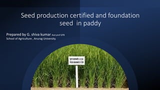 Seed production certified and foundation
seed in paddy
Prepared by G. shiva kumar Asst prof GPB
School of Agriculture , Anurag University.
 