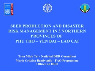 SEED PRODUCTION AND DISASTER
RISK MANAGEMENT IN 3 NORTHERN
PROVINCES OF
PHU THO – YEN BAI – LAO CAI
Tran Minh Tri - National DRR Consultant
Maria Cristina Bentivoglio - FAO Programme
Officer on DRR
 