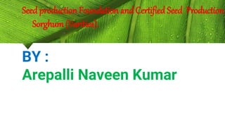 Seedproduction Foundation andCertified Seed Production
Sorghum(Varities).
BY :
Arepalli Naveen Kumar
 