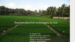 Seed production in rice Final, hybrid and other methods | PDF