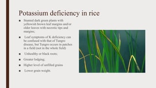 Potassium Deficiency In Rice Seed production in rice Final, hybrid and other methods | PDF