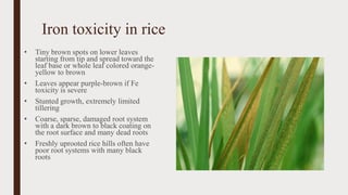 Seed production in rice Final, hybrid and other methods | PDF