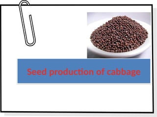 Seed production of cabbage.pptx vegetable science | PPTX