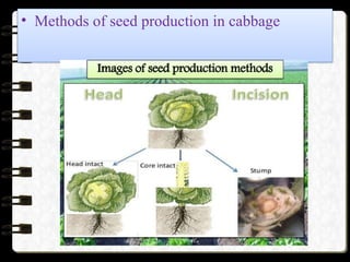 Seed production of cabbage.pptx vegetable science | PPTX