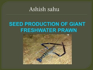 SEED PRODUCTION OF GIANT
FRESHWATER PRAWN
Ashish sahu
 