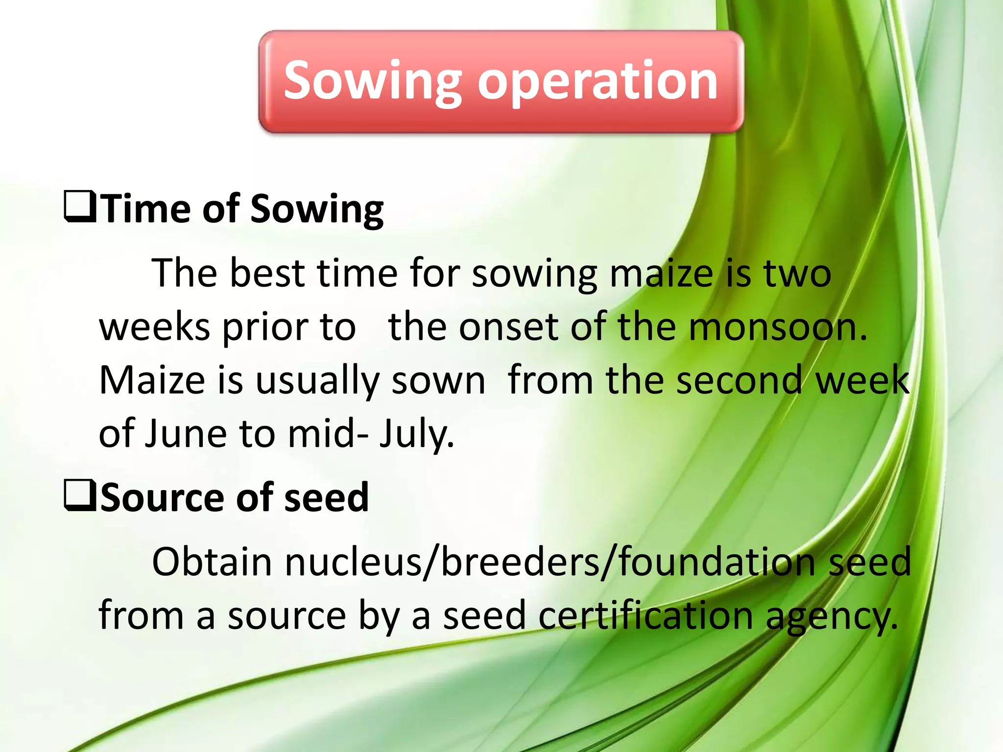 Sowing operation
Time of Sowing
The best time for sowing maize is two
weeks prior to the onset of the monsoon.
Maize is usually sown from the second week
of June to mid- July.
Source of seed
Obtain nucleus/breeders/foundation seed
from a source by a seed certification agency.
 