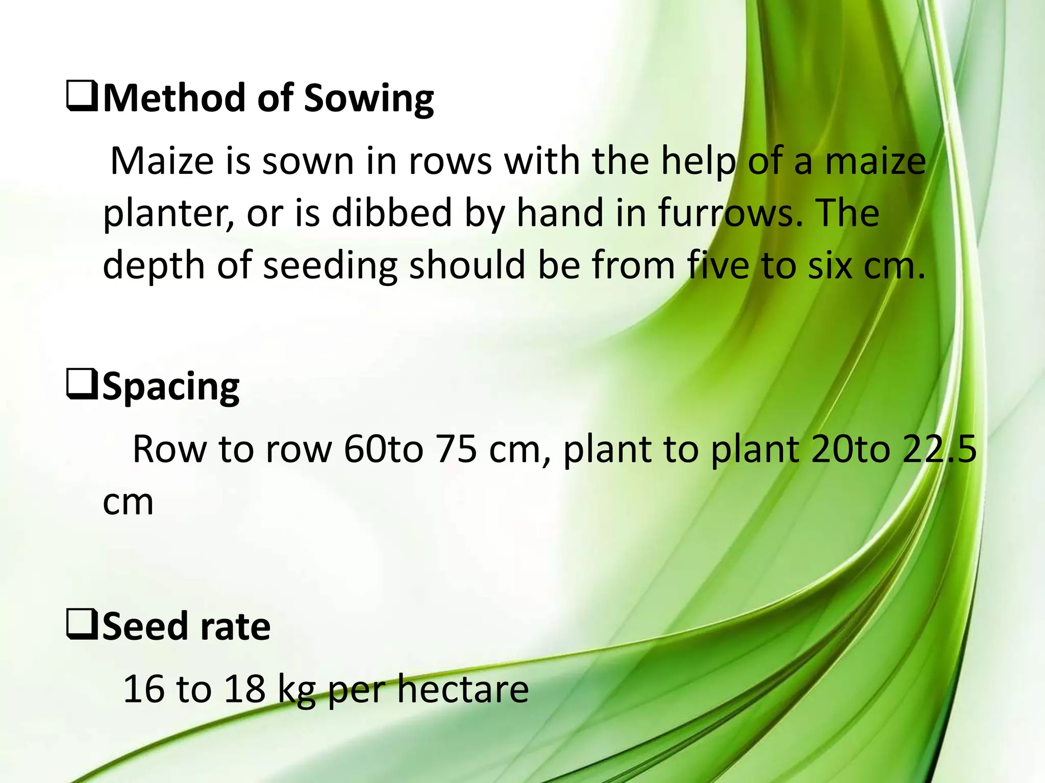 Method of Sowing
Maize is sown in rows with the help of a maize
planter, or is dibbed by hand in furrows. The
depth of seeding should be from five to six cm.
Spacing
Row to row 60to 75 cm, plant to plant 20to 22.5
cm
Seed rate
16 to 18 kg per hectare
 