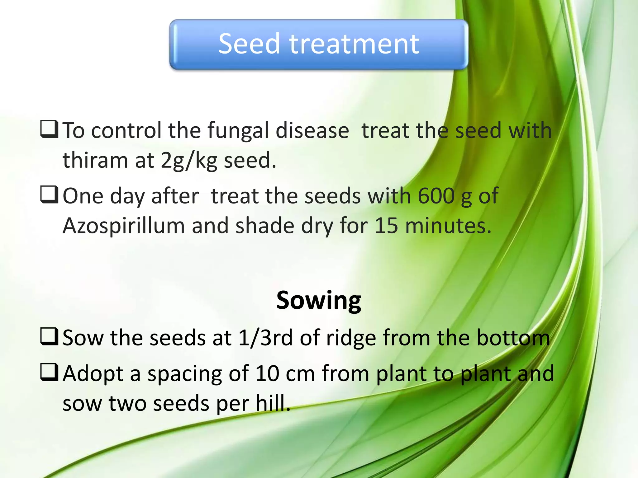 Seed treatment
To control the fungal disease treat the seed with
thiram at 2g/kg seed.
One day after treat the seeds with 600 g of
Azospirillum and shade dry for 15 minutes.
Sowing
Sow the seeds at 1/3rd of ridge from the bottom
Adopt a spacing of 10 cm from plant to plant and
sow two seeds per hill.
 