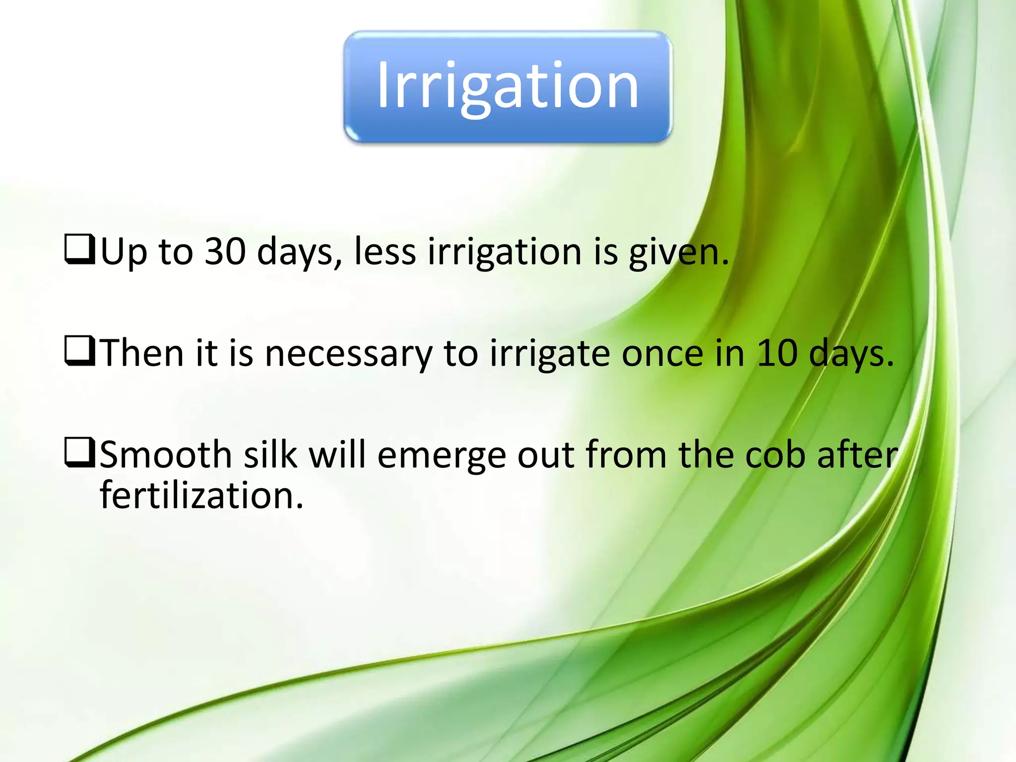 Irrigation
Up to 30 days, less irrigation is given.
Then it is necessary to irrigate once in 10 days.
Smooth silk will emerge out from the cob after
fertilization.
 