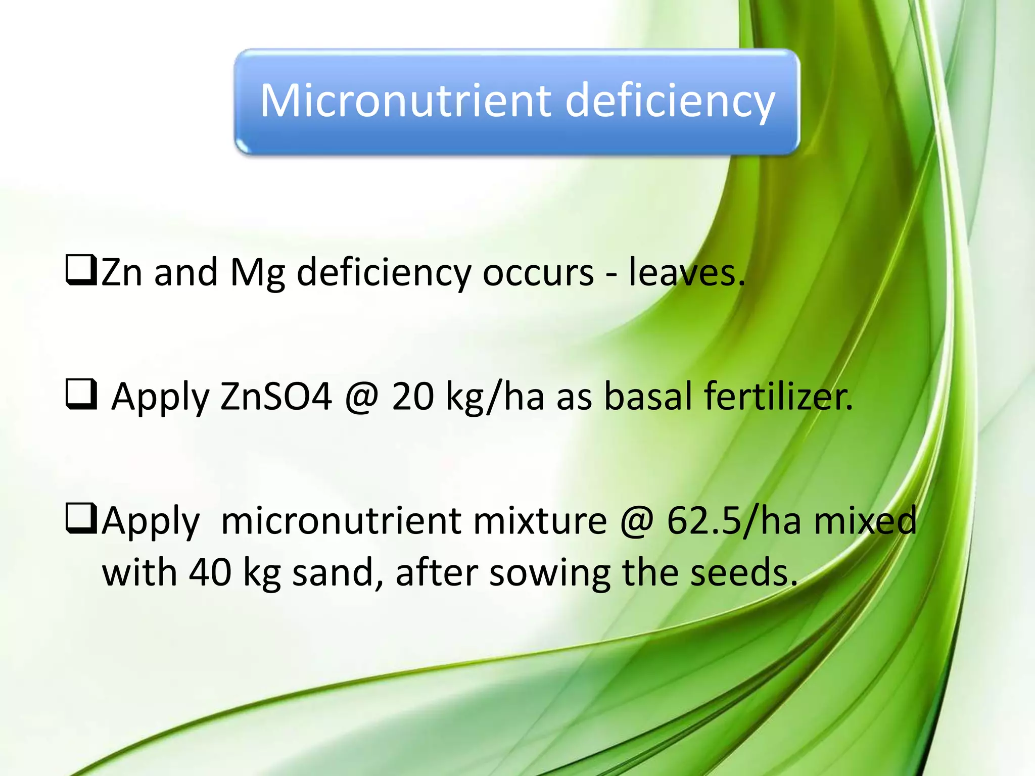 Micronutrient deficiency
Zn and Mg deficiency occurs - leaves.
 Apply ZnSO4 @ 20 kg/ha as basal fertilizer.
Apply micronutrient mixture @ 62.5/ha mixed
with 40 kg sand, after sowing the seeds.
 