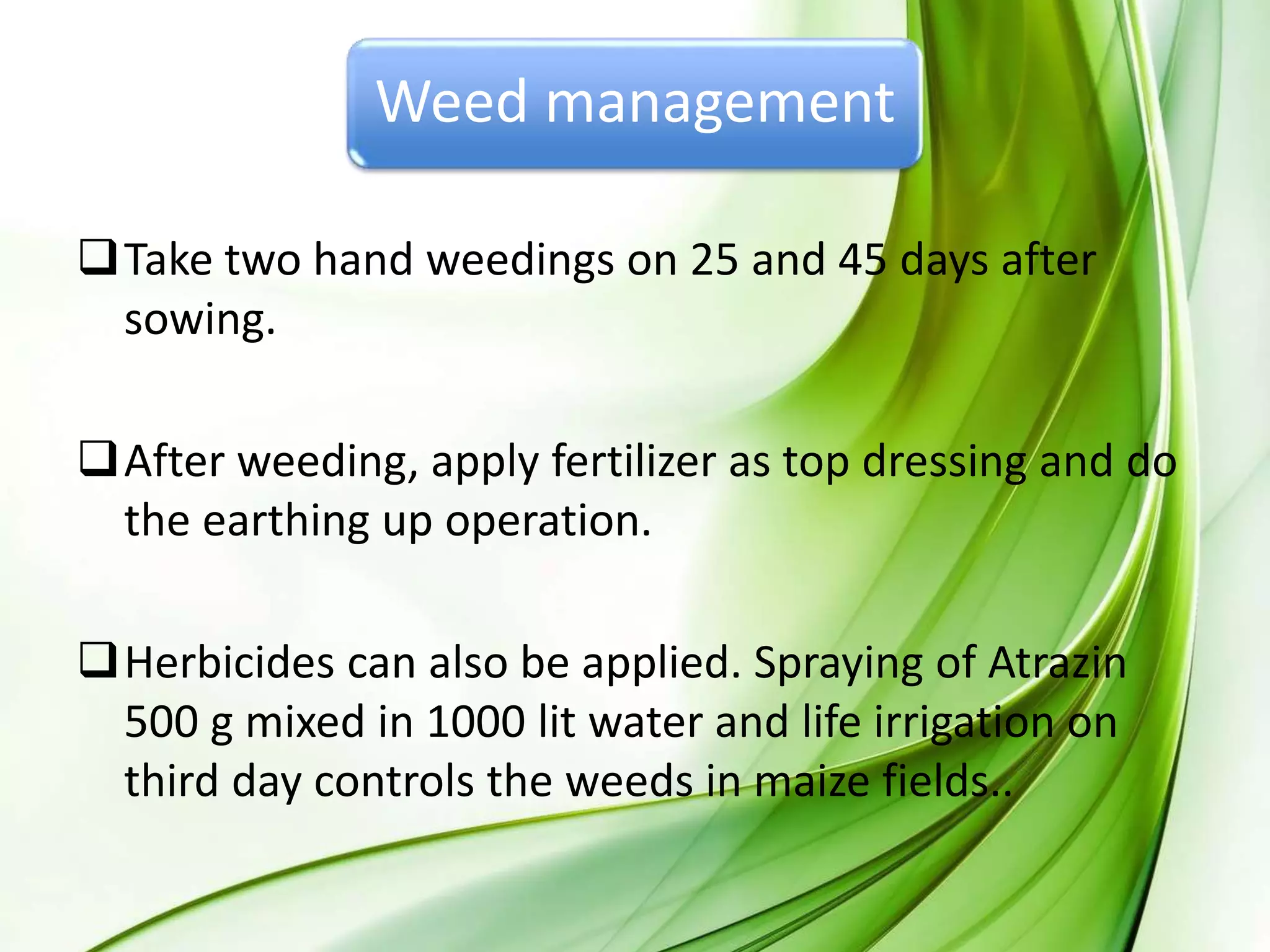 Weed management
Take two hand weedings on 25 and 45 days after
sowing.
After weeding, apply fertilizer as top dressing and do
the earthing up operation.
Herbicides can also be applied. Spraying of Atrazin
500 g mixed in 1000 lit water and life irrigation on
third day controls the weeds in maize fields..
 