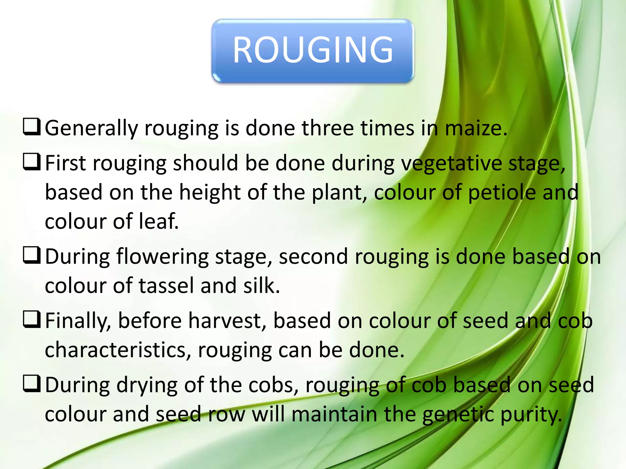 ROUGING
Generally rouging is done three times in maize.
First rouging should be done during vegetative stage,
based on the height of the plant, colour of petiole and
colour of leaf.
During flowering stage, second rouging is done based on
colour of tassel and silk.
Finally, before harvest, based on colour of seed and cob
characteristics, rouging can be done.
During drying of the cobs, rouging of cob based on seed
colour and seed row will maintain the genetic purity.
 