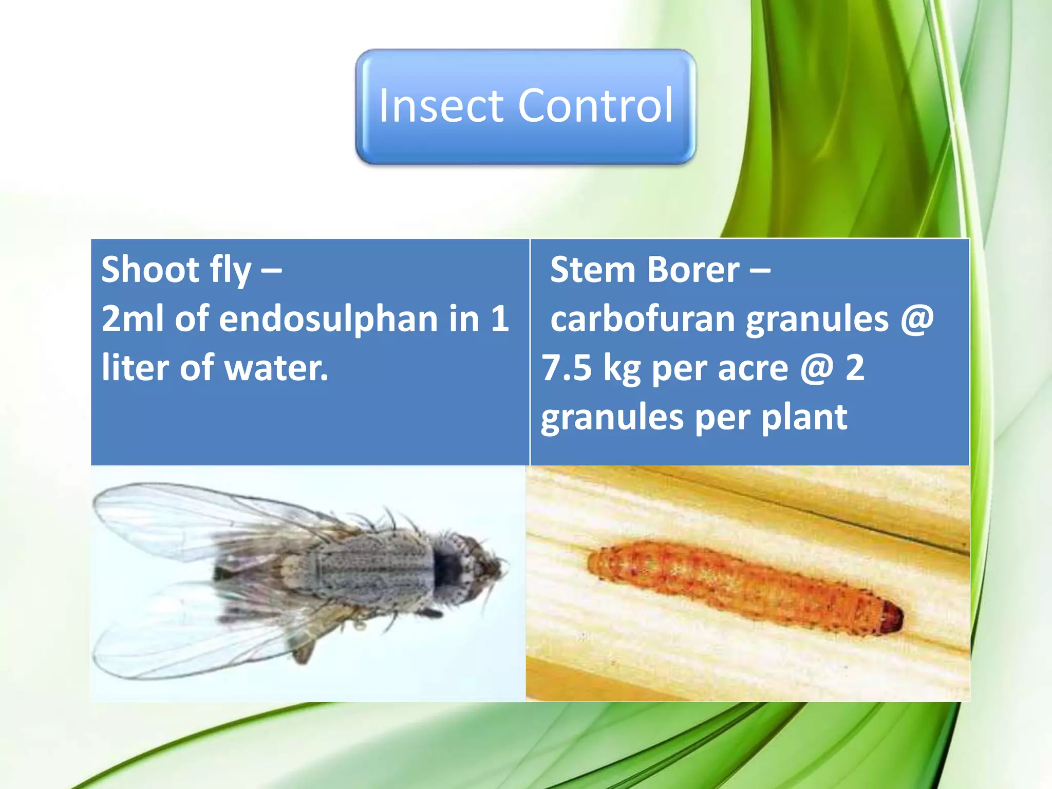 Insect Control
 Shoot fly - 2ml of endosulphan in 1l of H2O.
 Stem Borer - carbofuran granules @ 7.5 kg per
acre @ 2 granules per plant
Shoot fly –
2ml of endosulphan in 1
liter of water.
Stem Borer –
carbofuran granules @
7.5 kg per acre @ 2
granules per plant
 