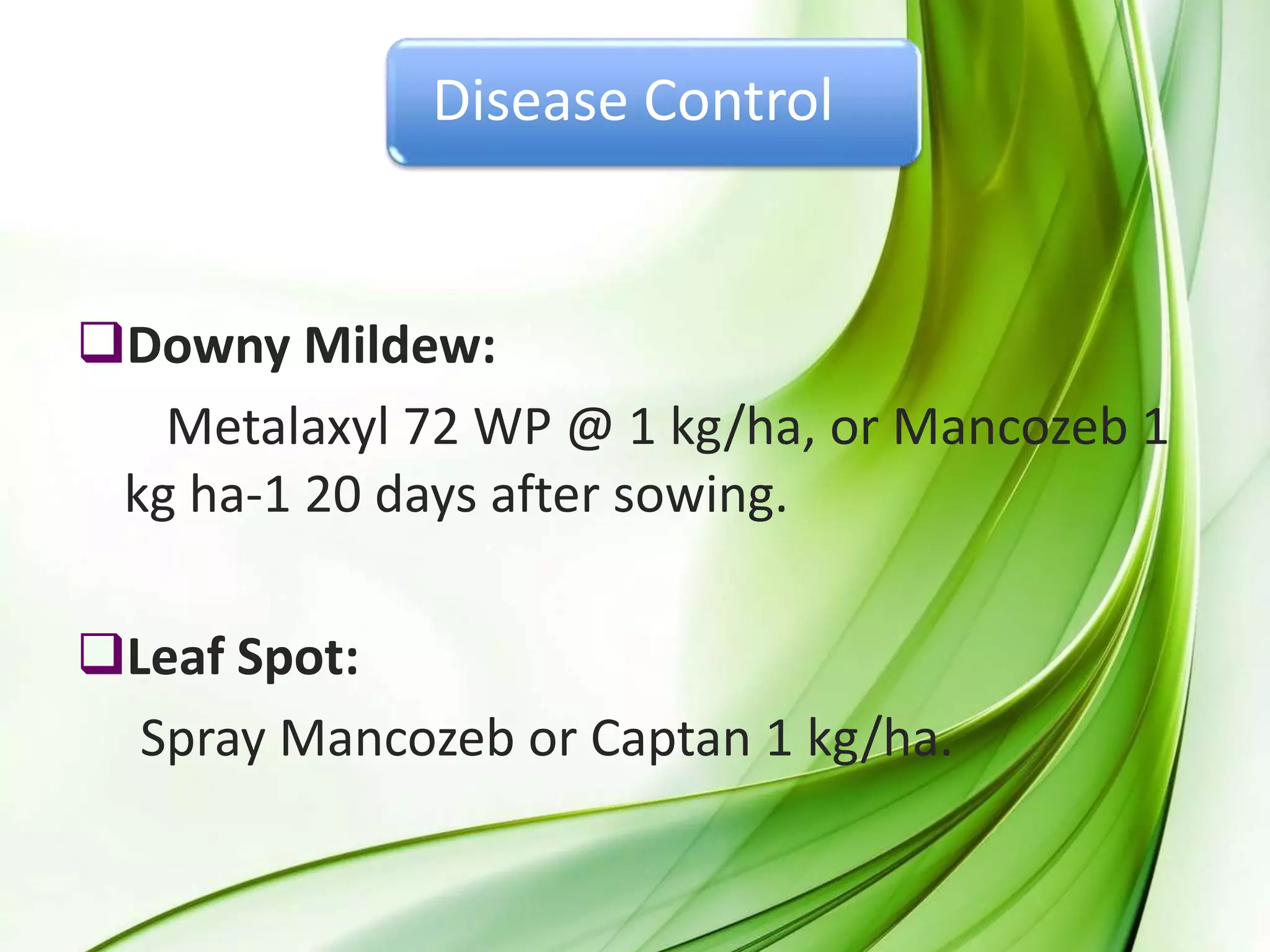 Disease Control
Downy Mildew:
Metalaxyl 72 WP @ 1 kg/ha, or Mancozeb 1
kg ha-1 20 days after sowing.
Leaf Spot:
Spray Mancozeb or Captan 1 kg/ha.
 