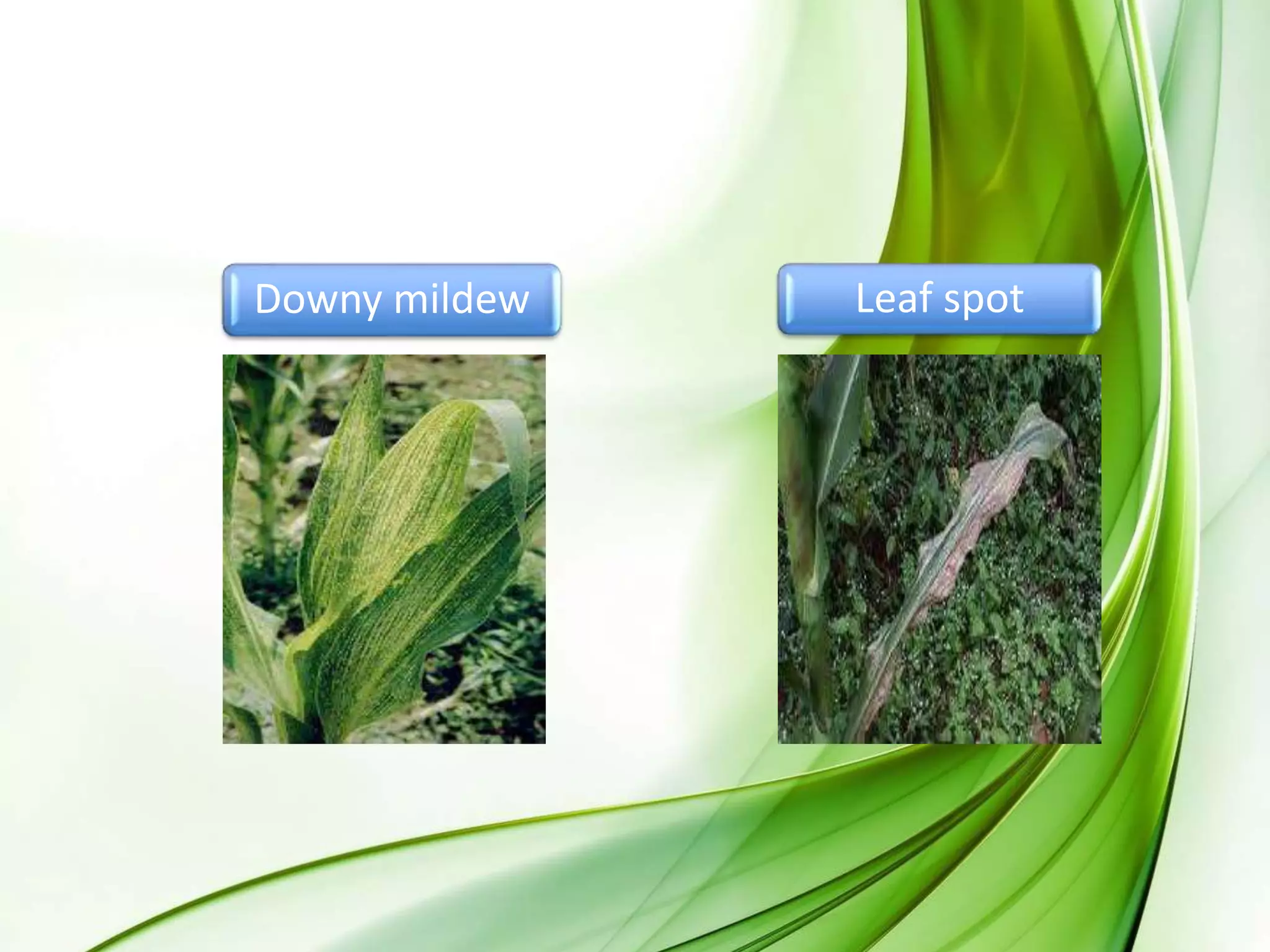 Downy mildew Leaf spot
 
