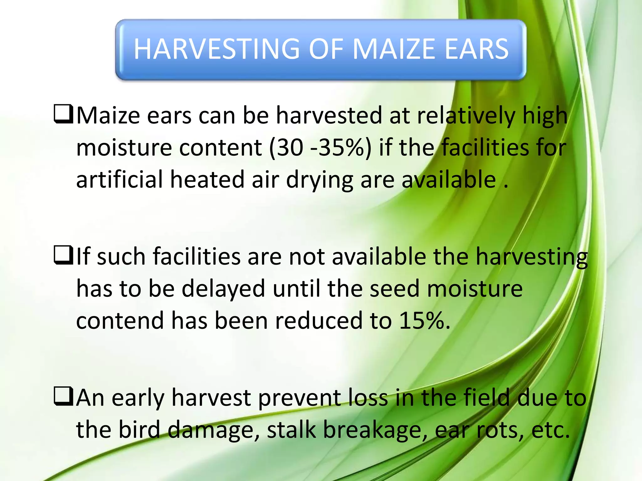 HARVESTING OF MAIZE EARS
Maize ears can be harvested at relatively high
moisture content (30 -35%) if the facilities for
artificial heated air drying are available .
If such facilities are not available the harvesting
has to be delayed until the seed moisture
contend has been reduced to 15%.
An early harvest prevent loss in the field due to
the bird damage, stalk breakage, ear rots, etc.
 