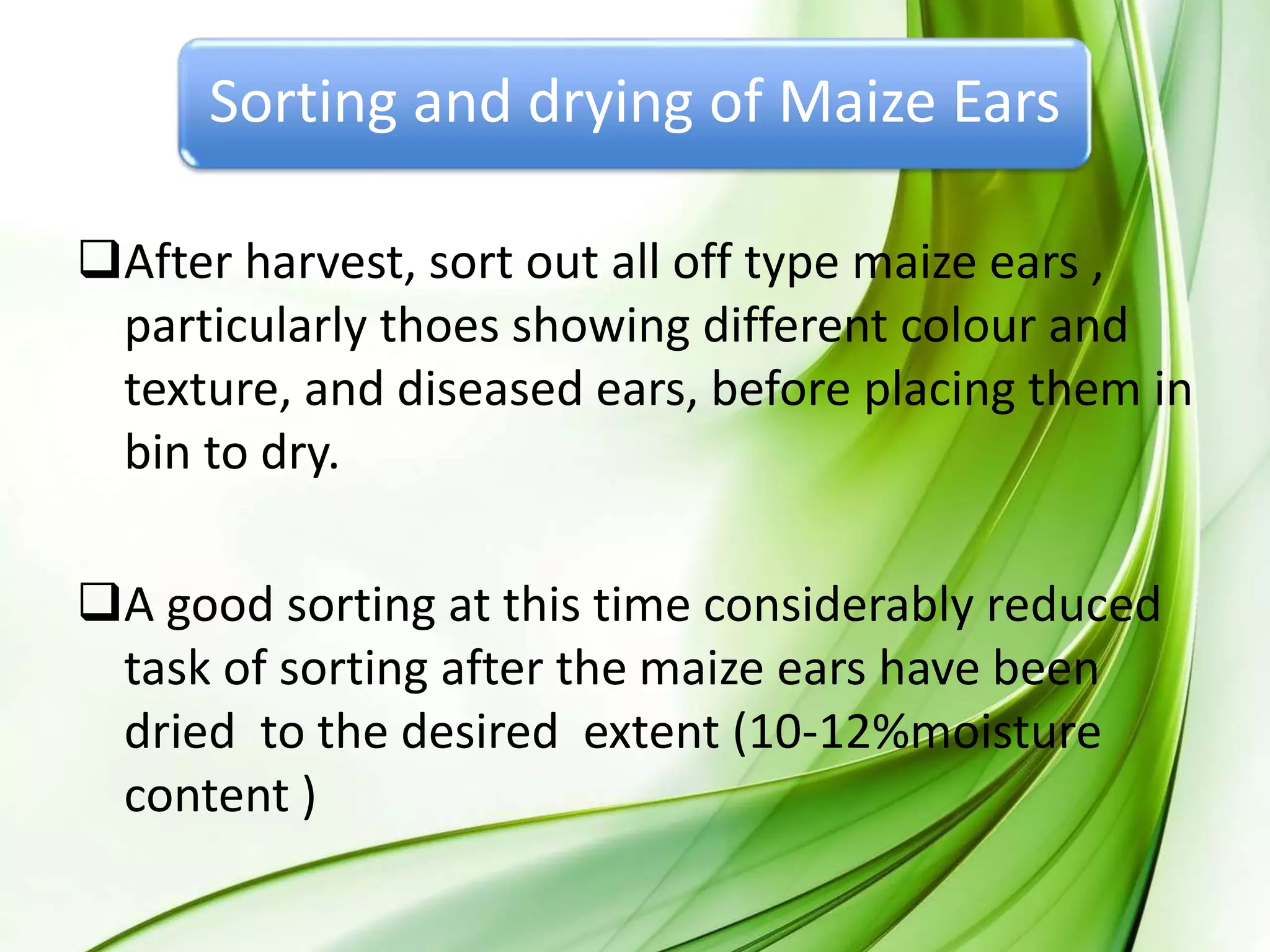 Sorting and drying of Maize Ears
After harvest, sort out all off type maize ears ,
particularly thoes showing different colour and
texture, and diseased ears, before placing them in
bin to dry.
A good sorting at this time considerably reduced
task of sorting after the maize ears have been
dried to the desired extent (10-12%moisture
content )
 