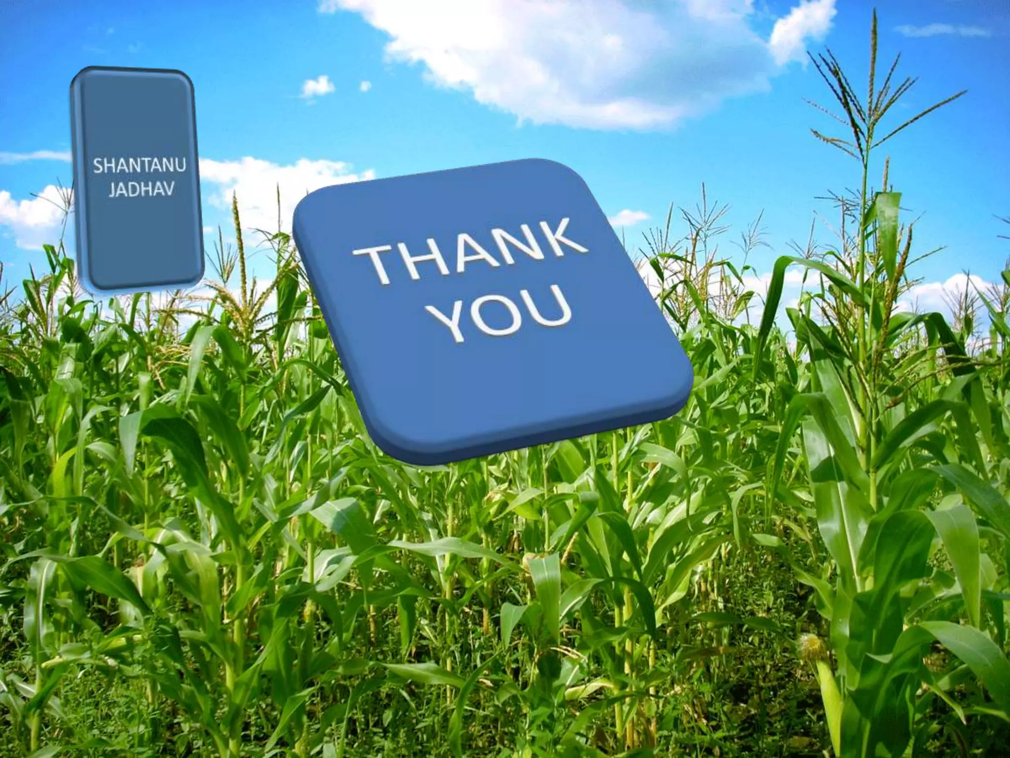 Seed production of maize