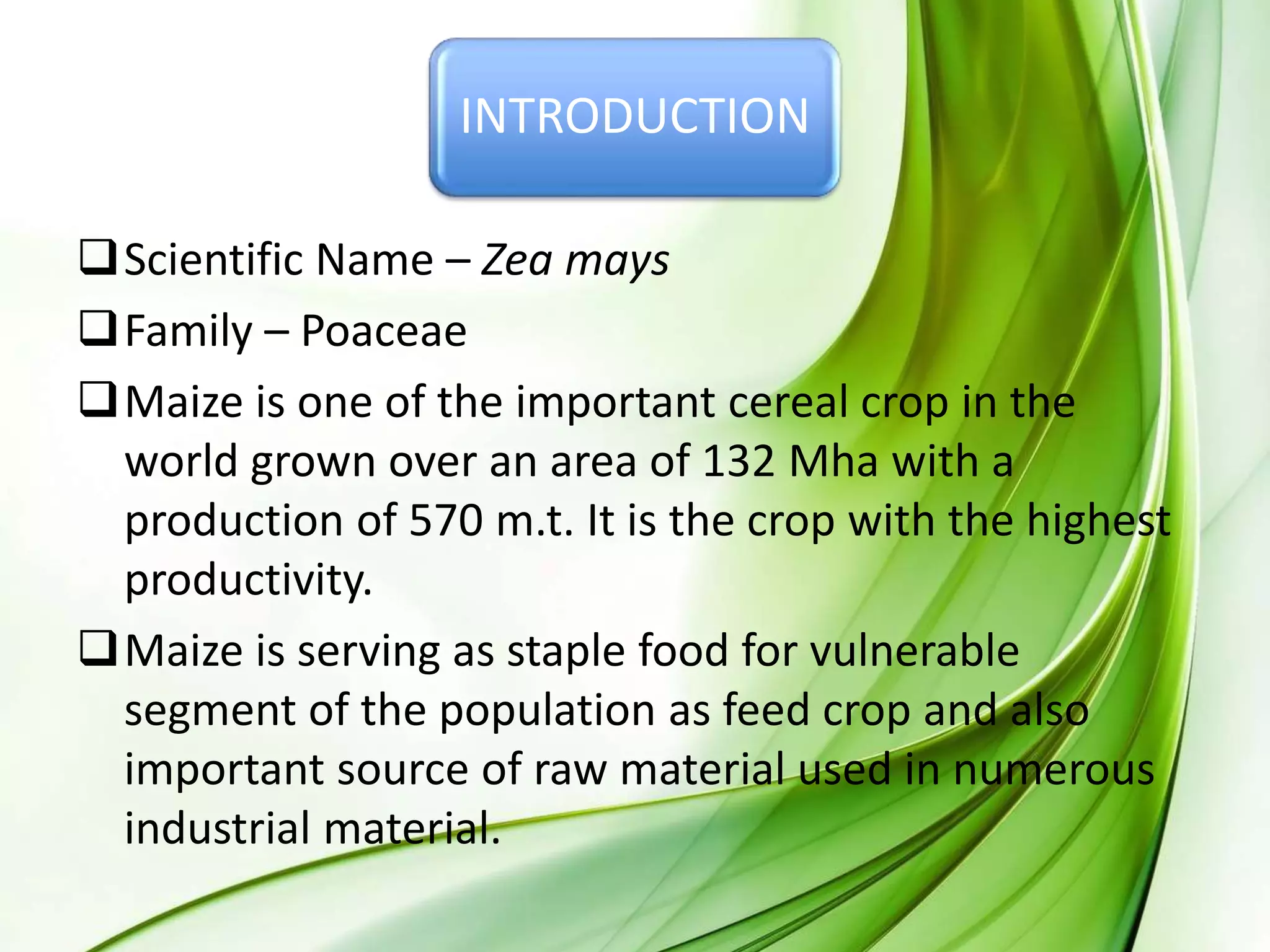 INTRODUCTION
Scientific Name – Zea mays
Family – Poaceae
Maize is one of the important cereal crop in the
world grown over an area of 132 Mha with a
production of 570 m.t. It is the crop with the highest
productivity.
Maize is serving as staple food for vulnerable
segment of the population as feed crop and also
important source of raw material used in numerous
industrial material.
 