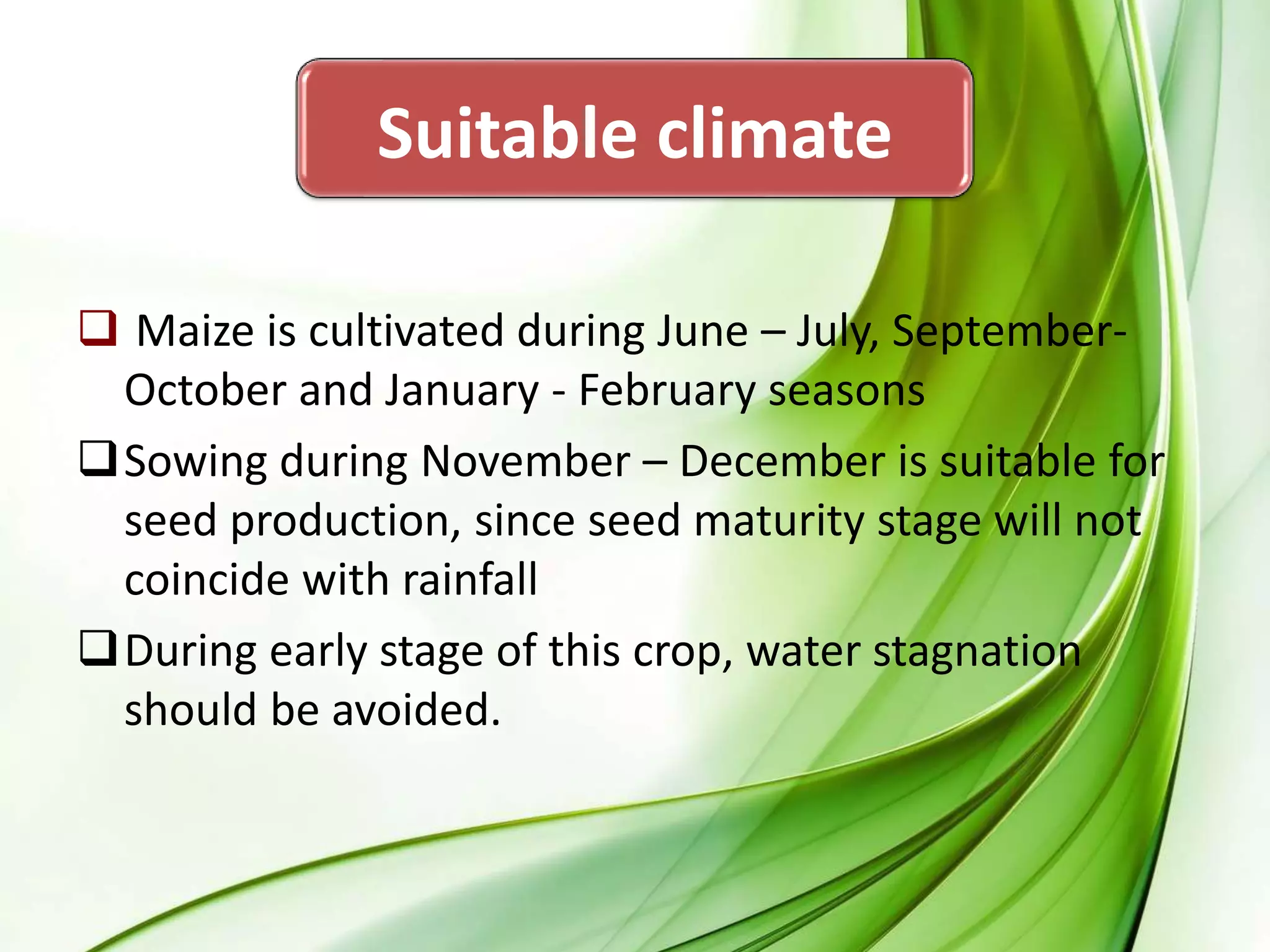 Suitable climate
 Maize is cultivated during June – July, September-
October and January - February seasons
Sowing during November – December is suitable for
seed production, since seed maturity stage will not
coincide with rainfall
During early stage of this crop, water stagnation
should be avoided.
 