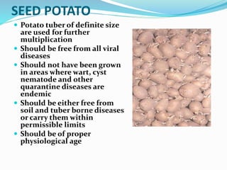 production-technique-of-true-potato-seed-pptx