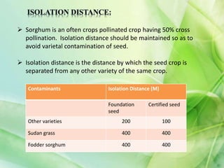 Seed production of sorghum | PPTX