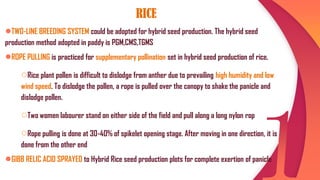 Seed production techniques | PDF