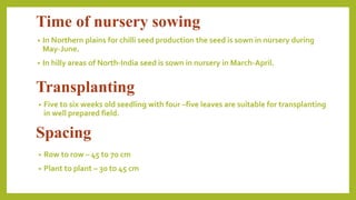Seed Production Technologies for Chili and capsicum | PPTX